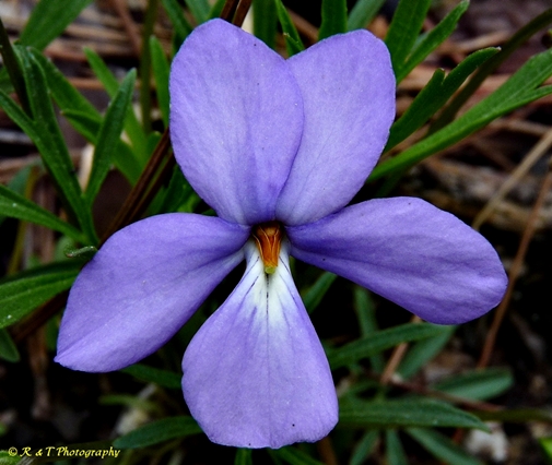 {Viola pedata}